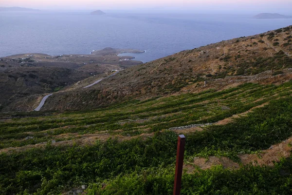 Een Wijngaard Bij Zonsondergang Serifos Eiland Griekenland Aug 2019 — Stockfoto