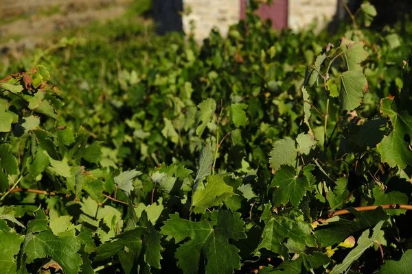 Виноградник Заході Сонця Серіфос Айленд Греції Серпня 2019 — стокове фото