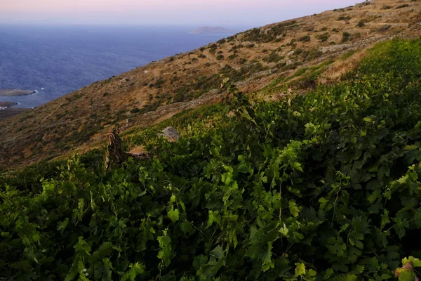 Vigneto Tramonto Nell Isola Serifos Grecia Agosto 2019 — Foto Stock