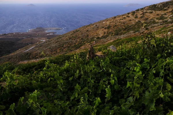 Vineyard Sunset Serifos Island Greece Aug 2019 — Stock Photo, Image