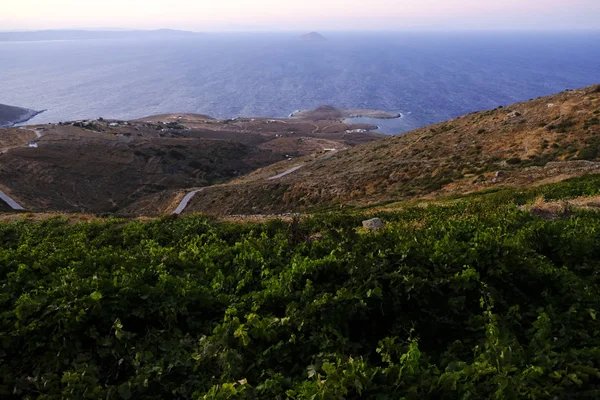 Vingård Vid Solnedgången Serifos Island Grekland Aug 2019 — Stockfoto