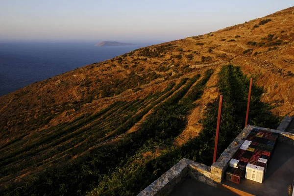 Vineyard Sunset Serifos Island Greece Aug 2019 — Stock Photo, Image