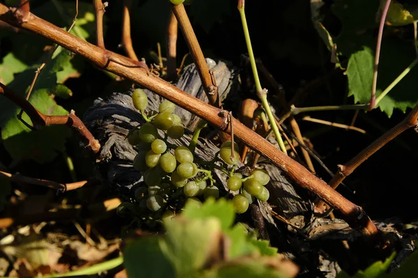 Uvas Vermelhas Brancas Vinhedo Serifos Island Grécia — Fotografia de Stock