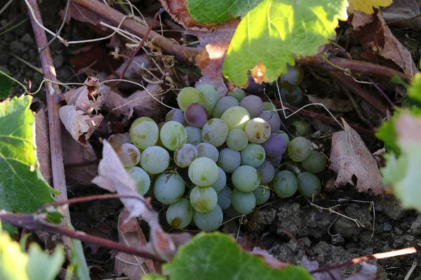 Uvas Vermelhas Brancas Vinhedo Serifos Island Grécia — Fotografia de Stock