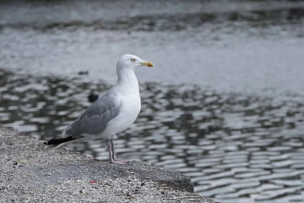 Sea Gull Stands Promenade — Stock Photo, Image