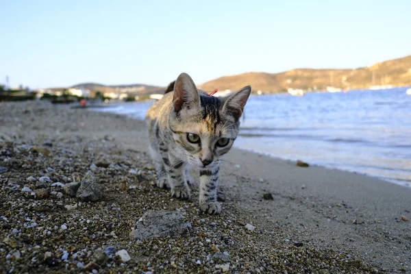 Кошка Гуляет Пляжу — стоковое фото