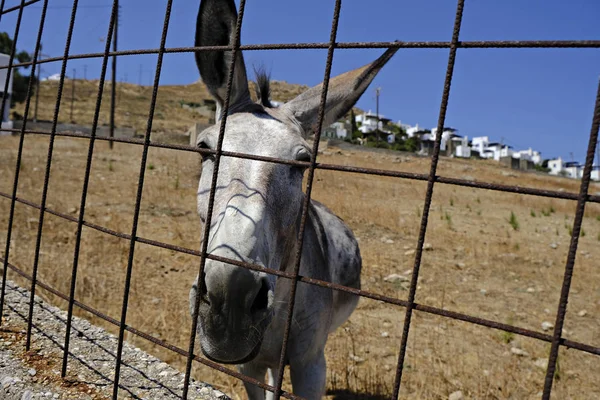 Burro Granja Isla Griega Serifos Agosto 2019 — Foto de Stock