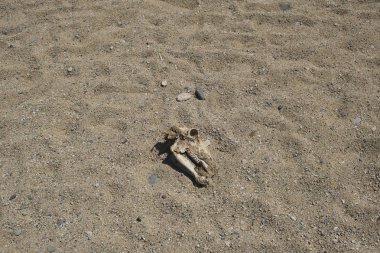 Sahilde ölü bir koyun veya keçi leşi.