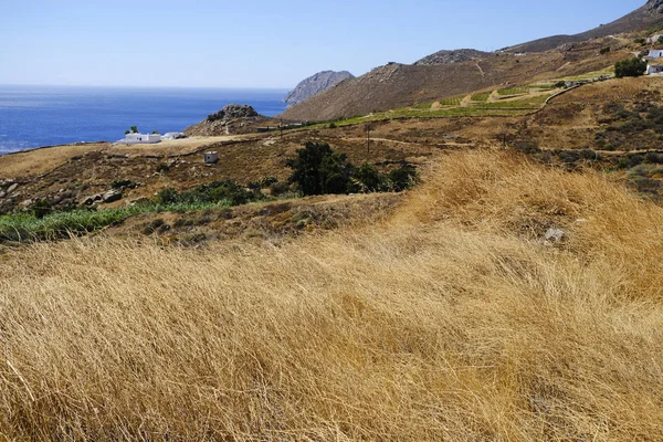 Een Veld Van Rijpe Gouden Tarwe Serifos Eiland Griekenland Aug — Stockfoto