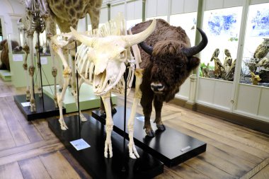 Ziyaretçiler Tournai, Belçika'daki Doğa Tarihi Müzesi'nde 22 Eylül 2019'da bir tur atıyor.