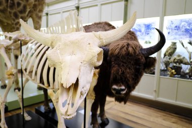 Ziyaretçiler Tournai, Belçika'daki Doğa Tarihi Müzesi'nde 22 Eylül 2019'da bir tur atıyor.