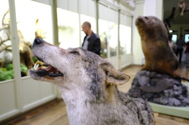 Ziyaretçiler Tournai, Belçika'daki Doğa Tarihi Müzesi'nde 22 Eylül 2019'da bir tur atıyor.