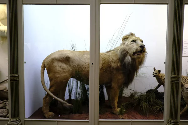 Visitors Take Tour Museum Natural History Tournai Belgium Sep 2019 — Stock Photo, Image