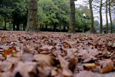 11 Ekim 2019 'da Brüksel, Belçika' da sonbaharda, sarımsı ve yeşilimsi ağaçların arasında, Park Cinquantenaire 'deki sarımsı ve yeşilimsi ağaçların altında düşen yaprakların manzarası.
