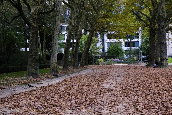 Ekim 2019 Brüksel Belçika Sonbaharda Sarımsı Yeşilimsi Ağaçların Arasında Park — Stok fotoğraf
