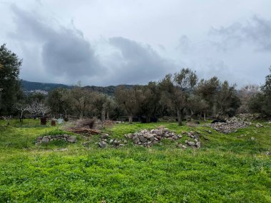 zeytin ağaçları üst üste. saç ekimi ve bulutlu gökyüzü