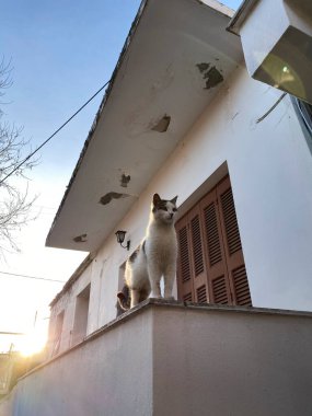 Yunanistan 'ın Lezbiyen Adası' ndaki Skala Sikamineas limanında oturan güzel kedi, 3 Mart 2020.