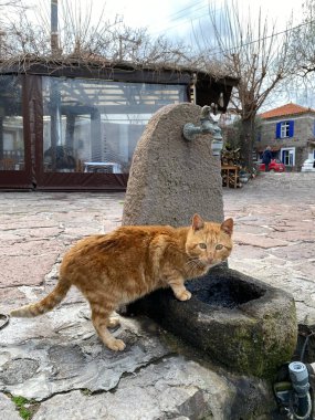 Yunanistan 'ın Lezbiyen adasındaki Skala Sikamineas limanında 5 Mart 2020' de oturan güzel kedi.