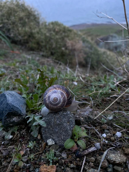 Big Snail Shell Crawling Rock — Stock Photo, Image