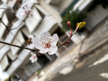 İlkbaharda şehirde güzel kiraz çiçekleri