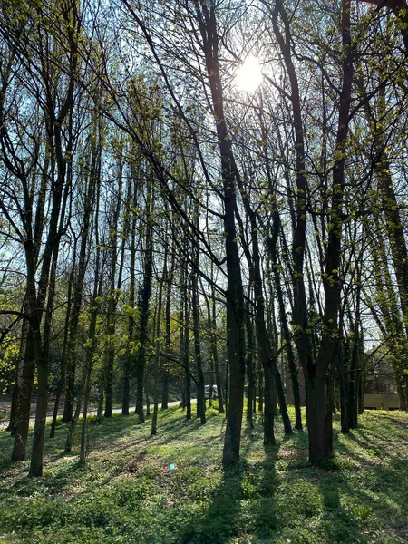 Parque Forestal Charleroi Bélgica — Foto de Stock