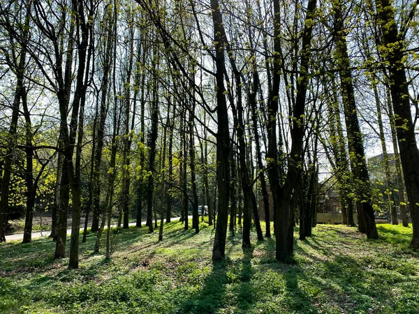 Parque Florestal Charleroi Bélgica — Fotografia de Stock