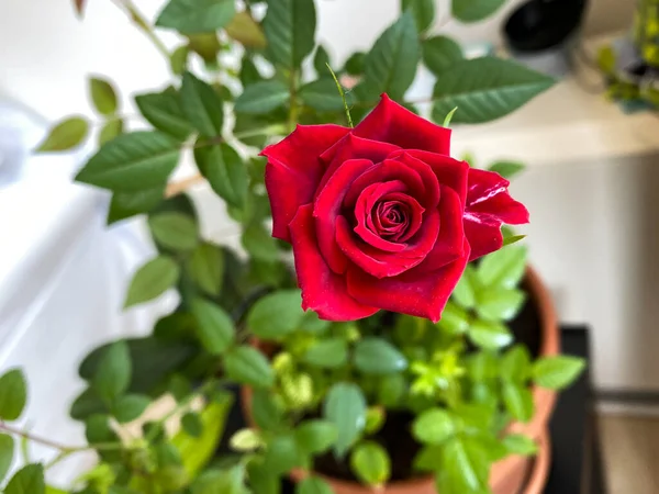 Una Rosa Miniatura Floreciendo Una Olla — Foto de Stock