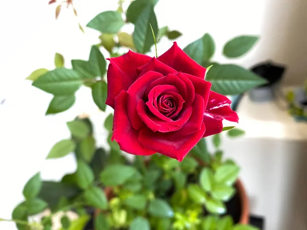 Una Rosa Miniatura Floreciendo Una Olla — Foto de Stock