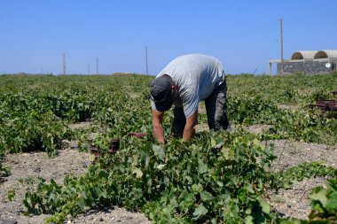 Bir çiftçi, 18 Ağustos 2020 'de Yunanistan' ın Santorini adasındaki bir çiftlikte üzüm toplama mevsiminde üzüm topluyor..