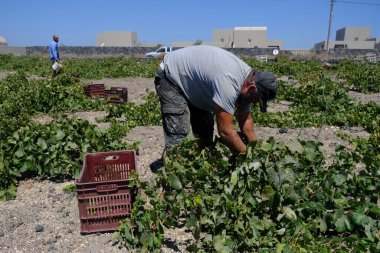 Bir çiftçi, 18 Ağustos 2020 'de Yunanistan' ın Santorini adasındaki bir çiftlikte üzüm toplama mevsiminde üzüm topluyor..