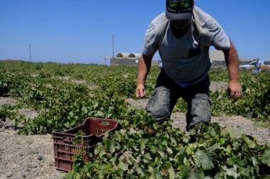 Bir çiftçi, 18 Ağustos 2020 'de Yunanistan' ın Santorini adasındaki bir çiftlikte üzüm toplama mevsiminde üzüm topluyor..