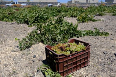 Bir çiftçi, 18 Ağustos 2020 'de Yunanistan' ın Santorini adasındaki bir çiftlikte üzüm toplama mevsiminde üzüm topluyor..