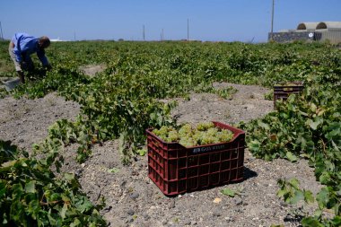 Bir çiftçi, 18 Ağustos 2020 'de Yunanistan' ın Santorini adasındaki bir çiftlikte üzüm toplama mevsiminde üzüm topluyor..