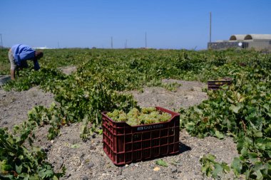 Bir çiftçi, 18 Ağustos 2020 'de Yunanistan' ın Santorini adasındaki bir çiftlikte üzüm toplama mevsiminde üzüm topluyor..