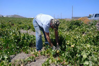 Bir çiftçi, 18 Ağustos 2020 'de Yunanistan' ın Santorini adasındaki bir çiftlikte üzüm toplama mevsiminde üzüm topluyor..