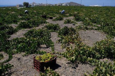 Bir çiftçi, 18 Ağustos 2020 'de Yunanistan' ın Santorini adasındaki bir çiftlikte üzüm toplama mevsiminde üzüm topluyor..