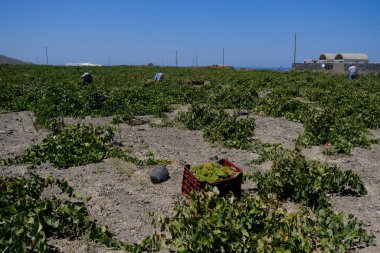 Bir çiftçi, 18 Ağustos 2020 'de Yunanistan' ın Santorini adasındaki bir çiftlikte üzüm toplama mevsiminde üzüm topluyor..