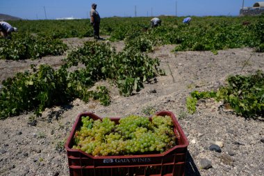 Bir çiftçi, 18 Ağustos 2020 'de Yunanistan' ın Santorini adasındaki bir çiftlikte üzüm toplama mevsiminde üzüm topluyor..