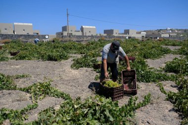 Bir çiftçi, 18 Ağustos 2020 'de Yunanistan' ın Santorini adasındaki bir çiftlikte üzüm toplama mevsiminde üzüm topluyor..