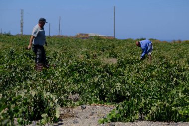 Bir çiftçi, 18 Ağustos 2020 'de Yunanistan' ın Santorini adasındaki bir çiftlikte üzüm toplama mevsiminde üzüm topluyor..