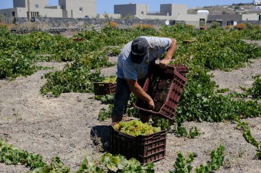 Bir çiftçi, 18 Ağustos 2020 'de Yunanistan' ın Santorini adasındaki bir çiftlikte üzüm toplama mevsiminde üzüm topluyor..