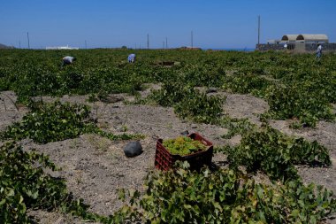 Bir çiftçi, 18 Ağustos 2020 'de Yunanistan' ın Santorini adasındaki bir çiftlikte üzüm toplama mevsiminde üzüm topluyor..