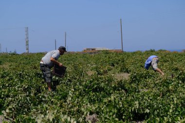 Bir çiftçi, 18 Ağustos 2020 'de Yunanistan' ın Santorini adasındaki bir çiftlikte üzüm toplama mevsiminde üzüm topluyor..