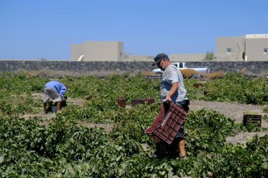 Bir çiftçi, 18 Ağustos 2020 'de Yunanistan' ın Santorini adasındaki bir çiftlikte üzüm toplama mevsiminde üzüm topluyor..