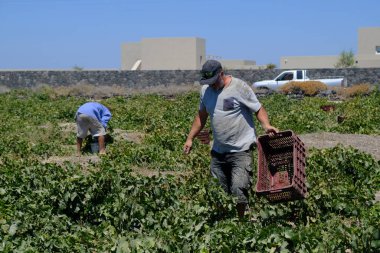 Bir çiftçi, 18 Ağustos 2020 'de Yunanistan' ın Santorini adasındaki bir çiftlikte üzüm toplama mevsiminde üzüm topluyor..