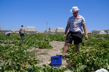 Bir çiftçi, 18 Ağustos 2020 'de Yunanistan' ın Santorini adasındaki bir çiftlikte üzüm toplama mevsiminde üzüm topluyor..