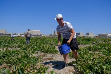 Bir çiftçi, 18 Ağustos 2020 'de Yunanistan' ın Santorini adasındaki bir çiftlikte üzüm toplama mevsiminde üzüm topluyor..