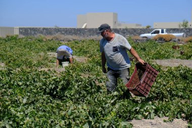 Bir çiftçi, 18 Ağustos 2020 'de Yunanistan' ın Santorini adasındaki bir çiftlikte üzüm toplama mevsiminde üzüm topluyor..