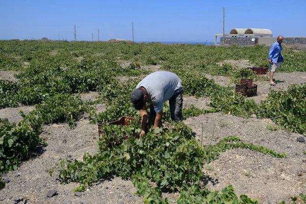 Bir çiftçi, 18 Ağustos 2020 'de Yunanistan' ın Santorini adasındaki bir çiftlikte üzüm toplama mevsiminde üzüm topluyor..