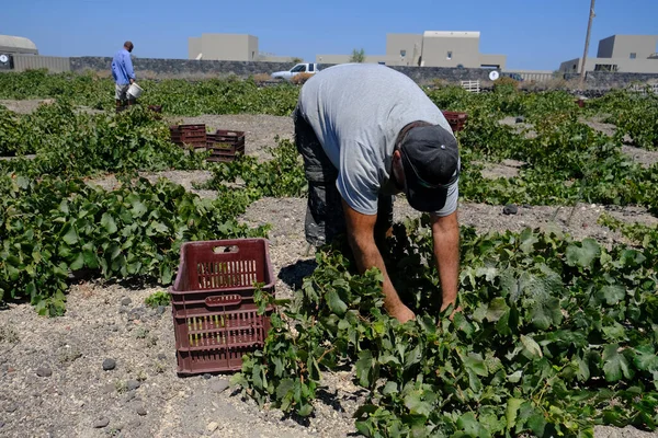 Bir çiftçi, 18 Ağustos 2020 'de Yunanistan' ın Santorini adasındaki bir çiftlikte üzüm toplama mevsiminde üzüm topluyor..